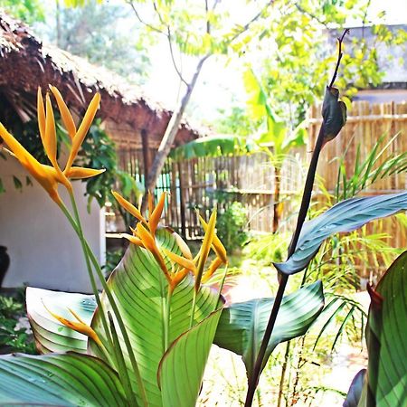 An Bang Purple Homestay Hoi An Eksteriør billede